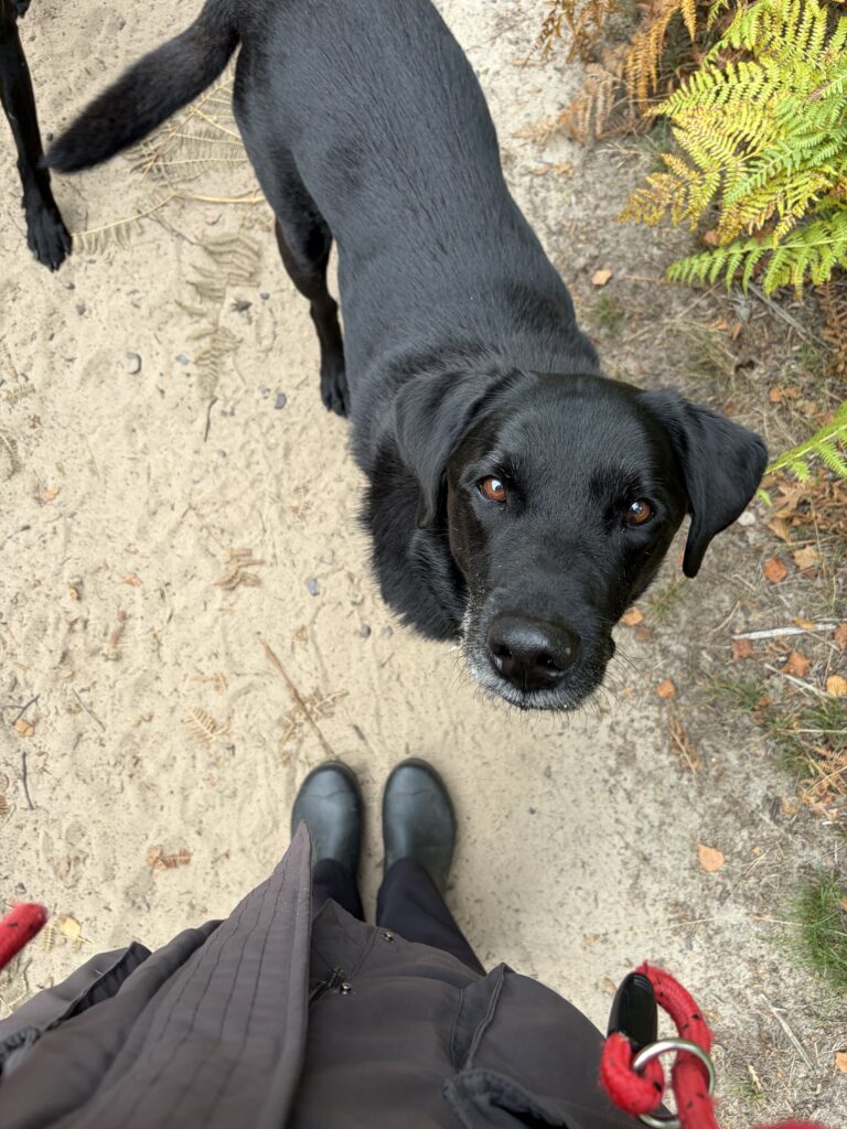 elsie's dog walking and pet services